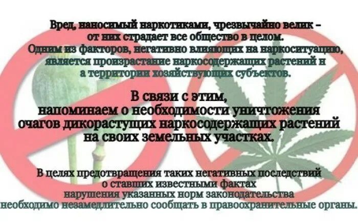 Своевременно принимайте меры по уничтожению наркосодержащих растений (конопли, мака) на ваших участках!.